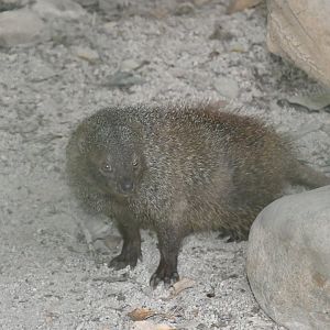 Egyptian Mongoose