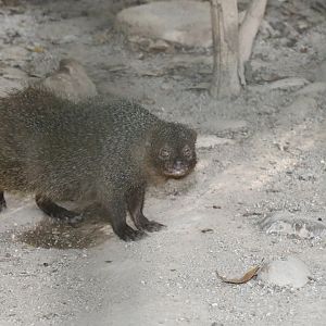 Egyptian Mongoose