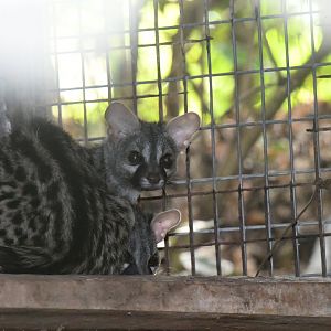 Common Genet