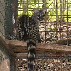 Common Genet