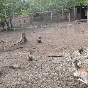 Fallow Deer paddock