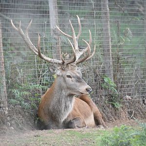 Red Deer