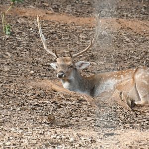 Fallow Deer