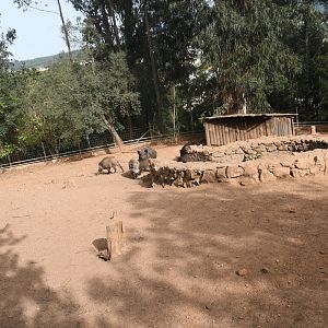Wild Boar exhibit