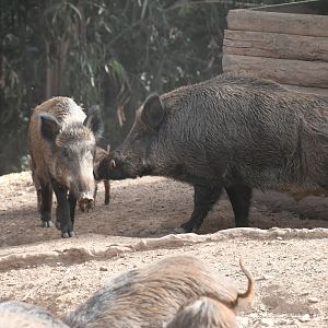 Wild Boars