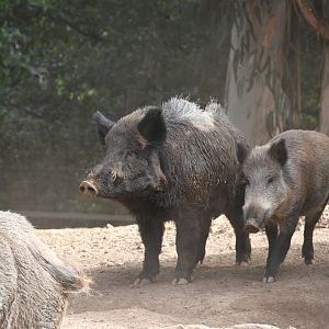 Wild Boars