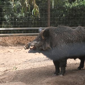 Wild Boar