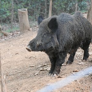Wild Boar