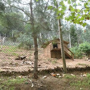 Eurasian Lynx exhibit