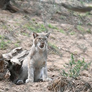 Eurasian Lynx