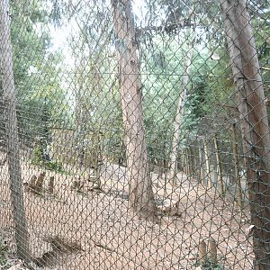 Iberian Wolves exhibit