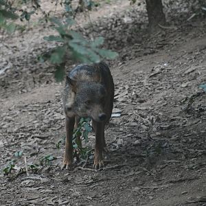 Iberian Wolf