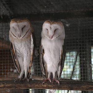 Barn Owls