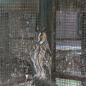 Long-eared Owl