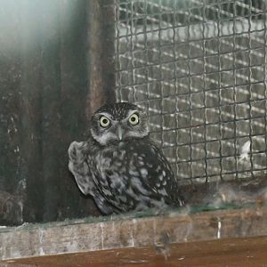 Little Owl