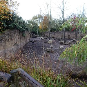 Islands - Visayan warty pig enclosure 221022