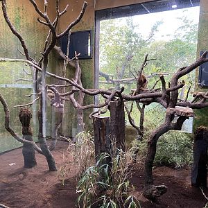 Islands - Goodfellow's tree kangaroo enclosure 221022