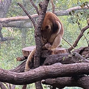 Islands - Goodfellow's tree kangaroo 221022