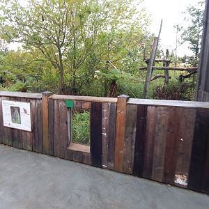 Islands - Dusky pademelon and Goodfellow's tree kangaroo enclosure 221022