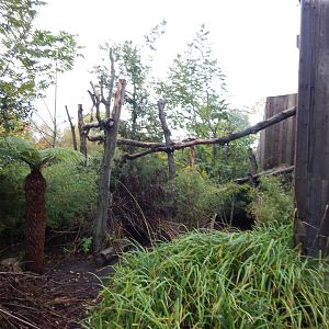 Islands - Dusky pademelon and Goodfellow's tree kangaroo enclosure 221022