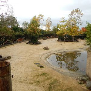 Islands - Javan banteng enclosure 221022