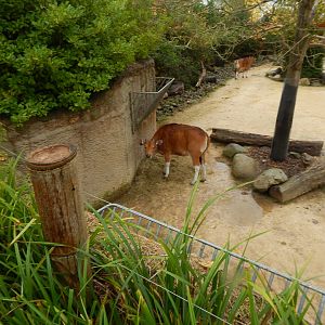 Islands - Javan banteng enclosure 221022