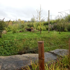 Islands - Sumatran tiger enclosure 221022