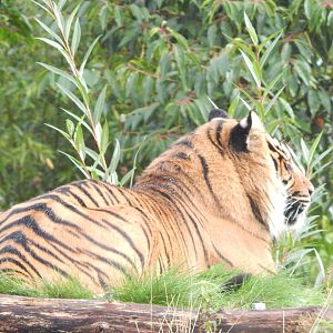 Islands - Sumatran tiger 221022