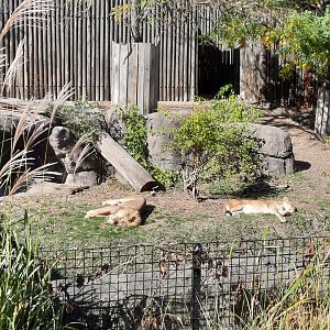 African Lion Exhibit