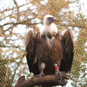 Western Eurasian griffon vulture (Gyps fulvus fulvus), 2022-01-30
