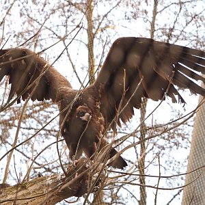 Cinereous vulture (Aegypius monachus), 2022-01-30