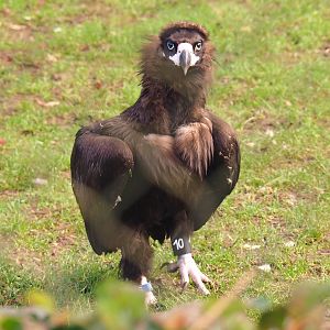 Cinereous vulture (Aegypius monachus), 2022-01-30