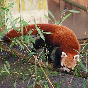 Nepalese red panda (Ailurus fulgens), 2022-01-30