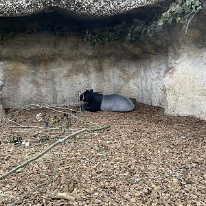 Islands - Malayan tapir enclosure 221022