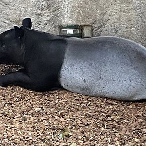 Islands - Malayan tapir 221022