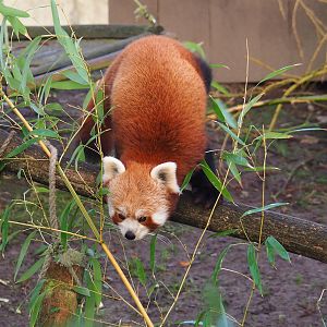 Nepalese red panda (Ailurus fulgens), 2022-01-30