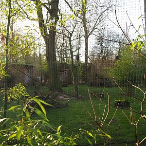 Green peafowl, Blue eared pheasant, Black-headed ibis and Nicobar pigeon aviary, 2022-01-30