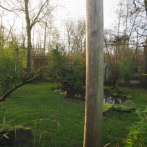 Green peafowl, Blue eared pheasant, Black-headed ibis and Nicobar pigeon aviary, 2022-01-30