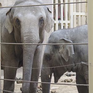 Asian elephants (Elephas maximus), 2022-01-30