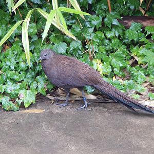 Islands - Larger aviary - Northern Sumatran bronze-tailed peacock pheasant 221022