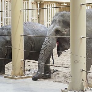Asian elephants (Elephas maximus), 2022-01-30