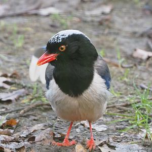 Red-billed blue magpie (Urocissa erythroryncha), 2022-01-30