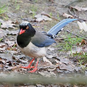 Red-billed blue magpie (Urocissa erythroryncha), 2022-01-30