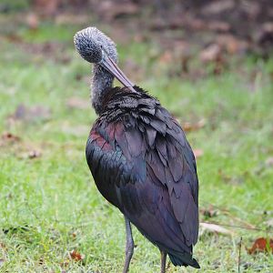 Glossy ibis (Plegadis falcinellus), 2022-01-30