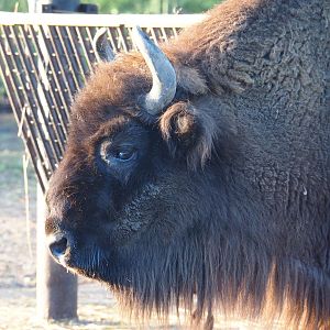 Wisent (Bison bonasus), 2022-01-30