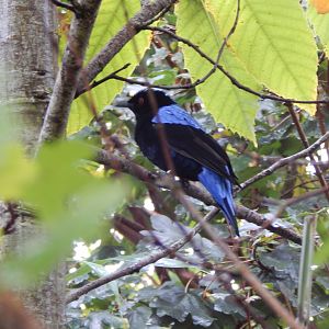 Islands - Larger aviary - Asian fairy-bluebird 221022