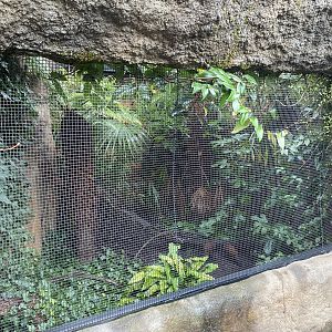 Islands - Larger aviary - Sumatran laughingthrush exhibit 221022