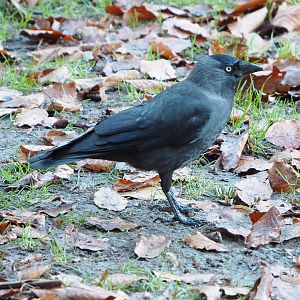 Wild Eurasian jackdaw (Coloeus monedula), 2022-01-30
