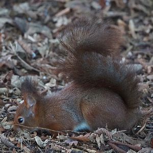 Wild Eurasian red squirrel (Sciurus vulgaris), 2022-01-30