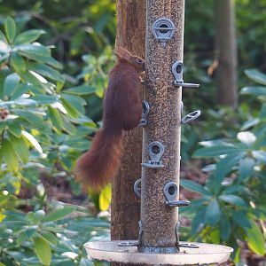 Wild Eurasian red squirrel (Sciurus vulgaris) raiding bird feeder, 2022-01-30